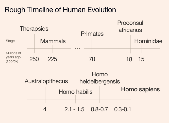 A rough timeline of human evolution