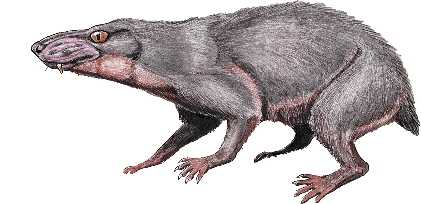 The Therapsid Regisaurus.