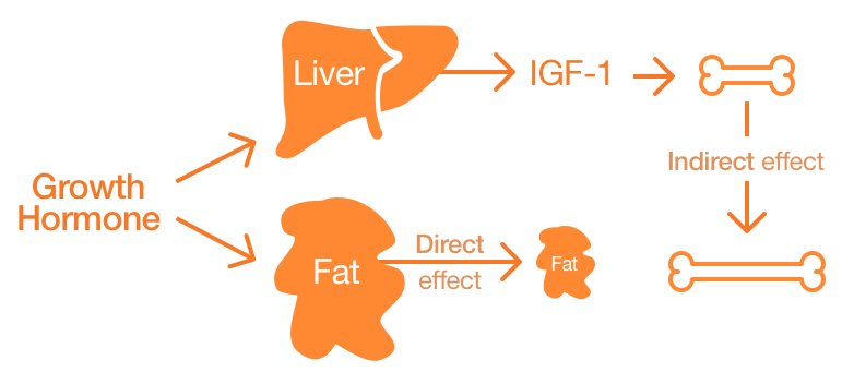 Growth Hormone → Liver → IGF-1 → Bone growth (indirect effect), Growth Hormone → Fat → Reduction of fat (direct effect)