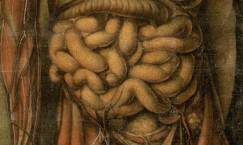 Historical depiction of the digestive system