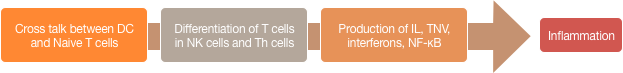 Cross talk between DC and Naive T cells →  Differentiation of T cells in NK cells and Th cells → Production of IL, TNV, interferons, NF-κB →  Inflammation