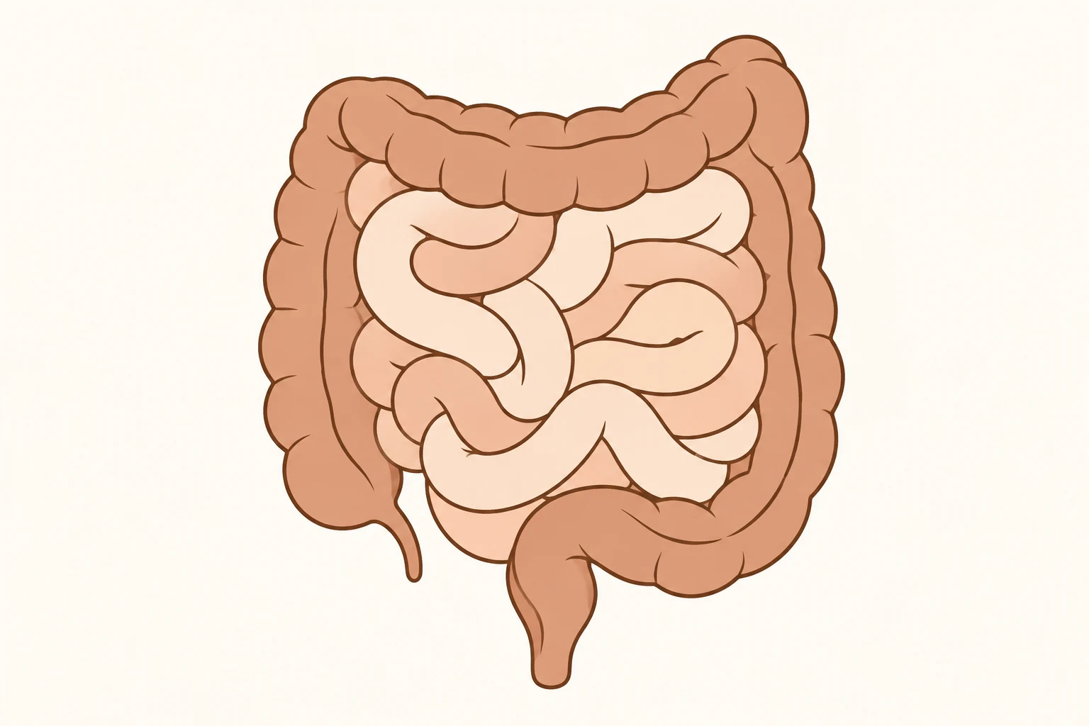 Stylized illustration: historical intestines